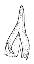 Trematodon flexipes, calyptra. Drawn from J. Child 6008, CHR 432677.
 Image: R.C. Wagstaff © Landcare Research 2016 